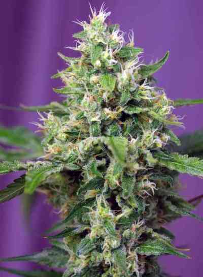 Blow Mind Auto > Sweet Seeds | Autoflowering Hanfsamen  |  Sativa